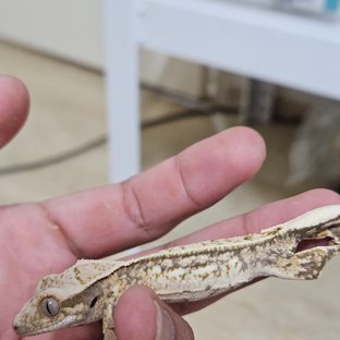 노멀 쿼드 화이트스팟 드리피 화이트