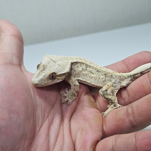 노멀 쿼드 드리피 화이트 핀스트라이프