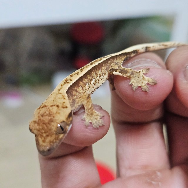 노멀 화이트포트홀 핀스트라이프 풀핀 트라이