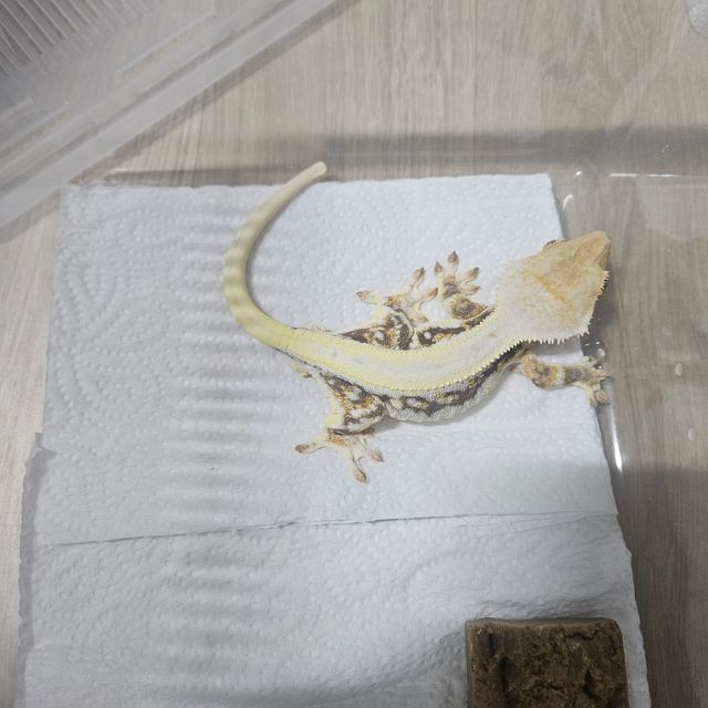 릴리화이트 트라이 화이트 풀핀