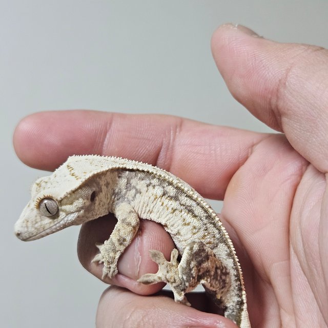 노멀 쿼드 화이트스팟 드리피 화이트 핀스트라이프