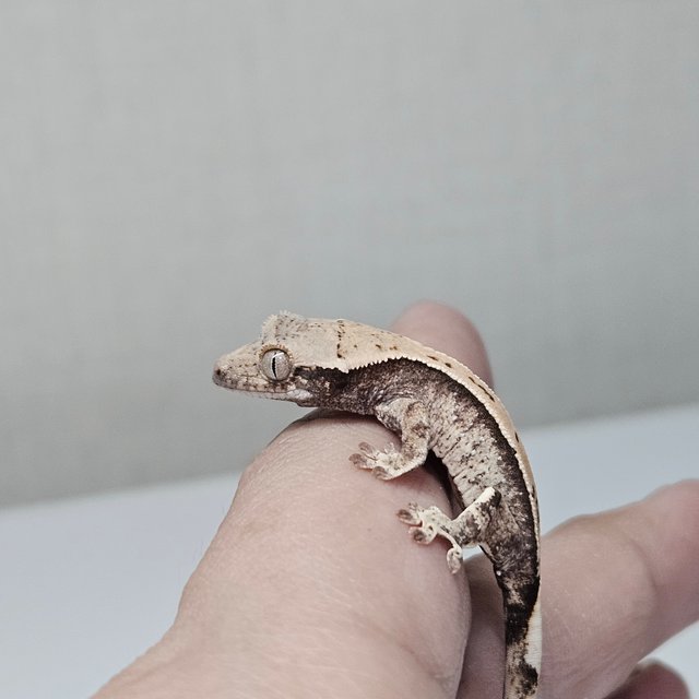 노멀 화이트스팟 화이트포트홀 화이트 드리피