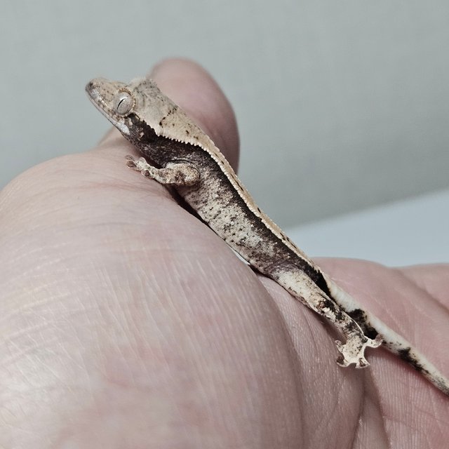 노멀 화이트스팟 화이트포트홀 화이트 드리피