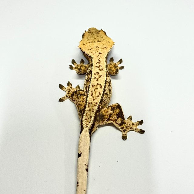 노멀 트라이 드리피 핀스트라이프 풀핀