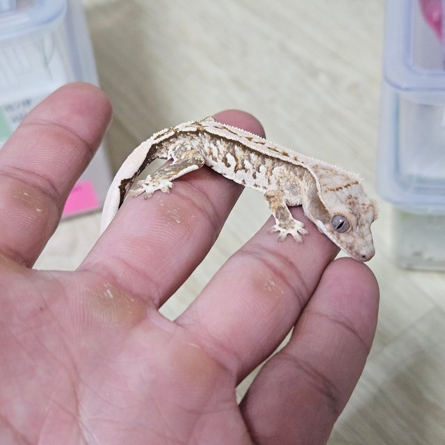 노멀 트라이 드리피 화이트 핀스트라이프 텐저린