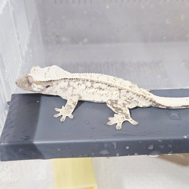 노멀 쿼드 드리피 화이트 핀스트라이프