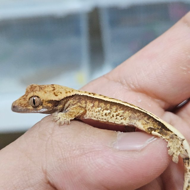 노멀 화이트포트홀 핀스트라이프 풀핀 트라이