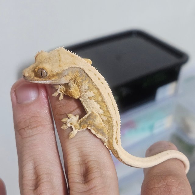 노멀 드리피 트라이 풀핀 핀스트라이프