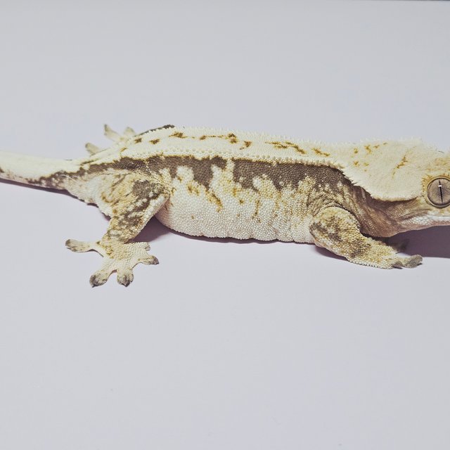 노멀 화이트 트라이 화이트핀 드리피