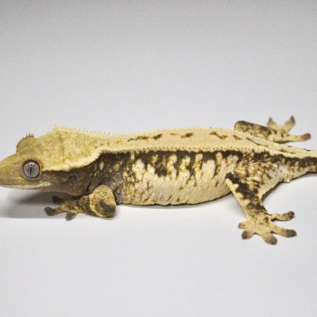 노멀 드리피 트라이