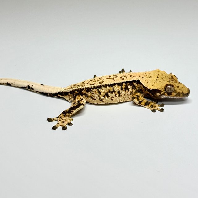 노멀 트라이 드리피 핀스트라이프 풀핀