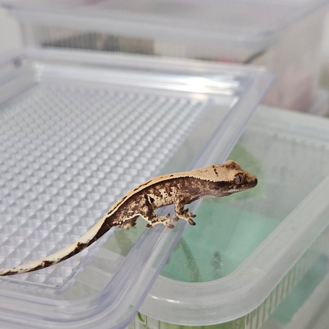 노멀 화이트핀 화이트스팟 핀스트라이프 풀핀 화이트