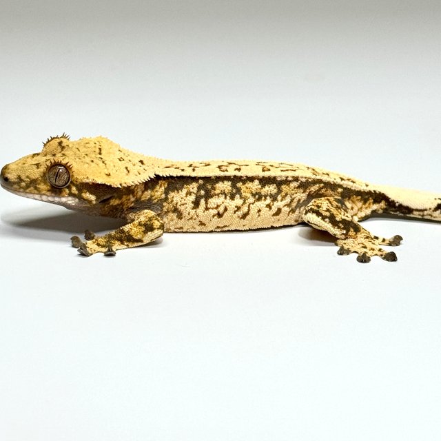 노멀 트라이 드리피 핀스트라이프 풀핀