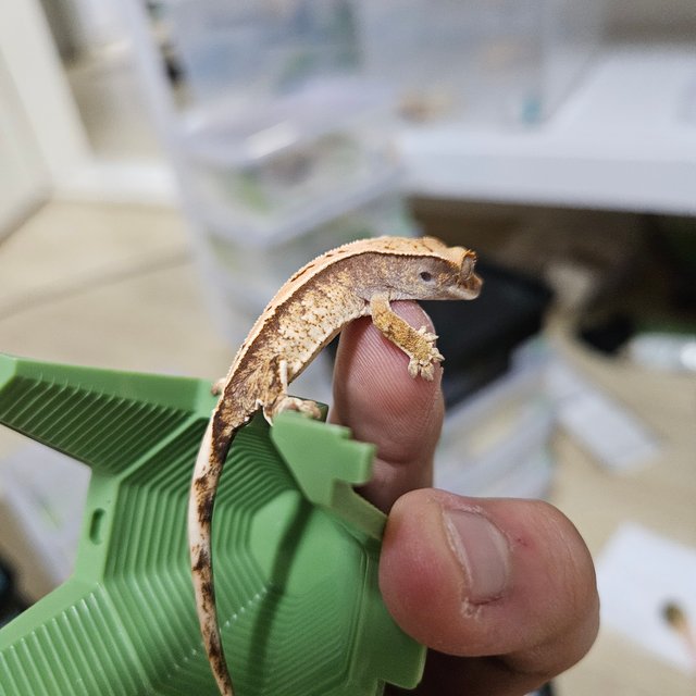 노멀 화이트스팟 화이트포트홀 화이트 드리피