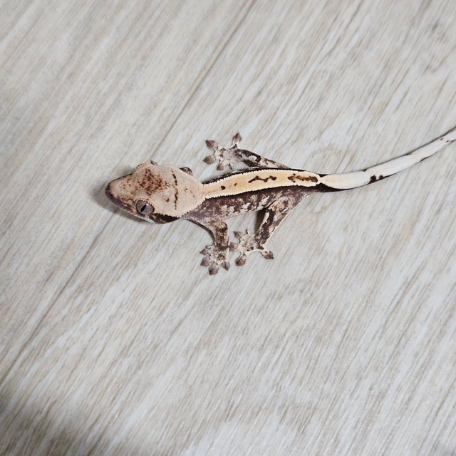 노멀 화이트핀 화이트스팟 핀스트라이프 풀핀 화이트