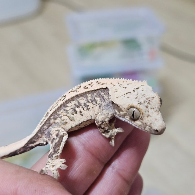 노멀 트라이 풀핀 핀스트라이프 드리피