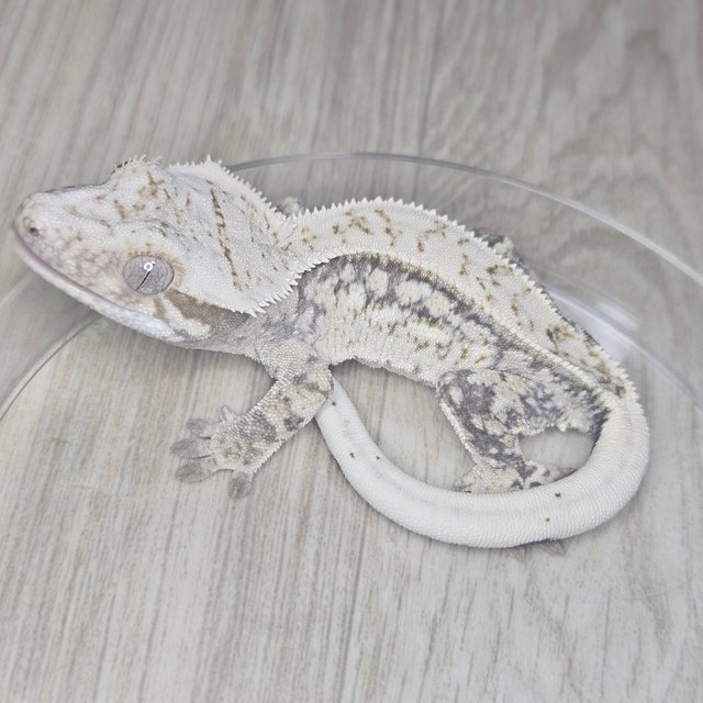 노멀 쿼드 화이트스팟 드리피 화이트 핀스트라이프