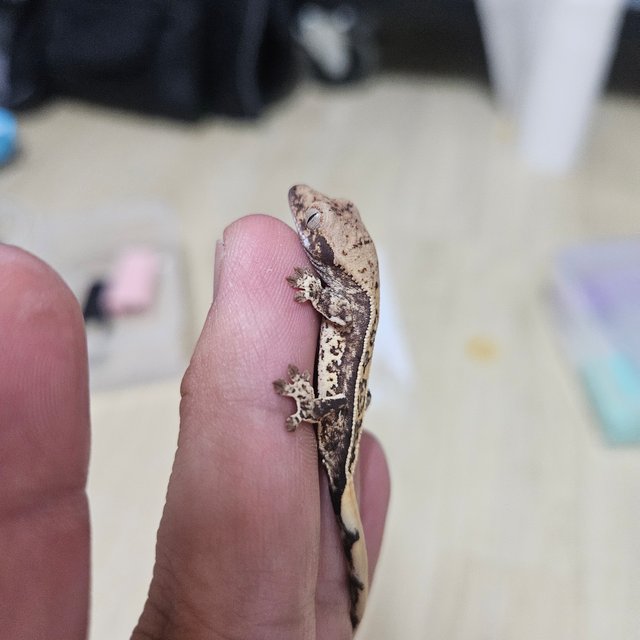 노멀 트라이 풀핀 핀스트라이프 드리피