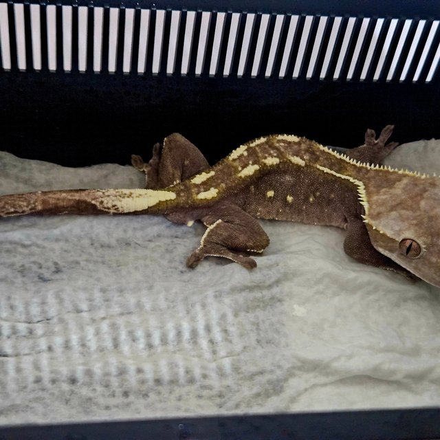 아잔틱 화이트포트홀 화이트핀