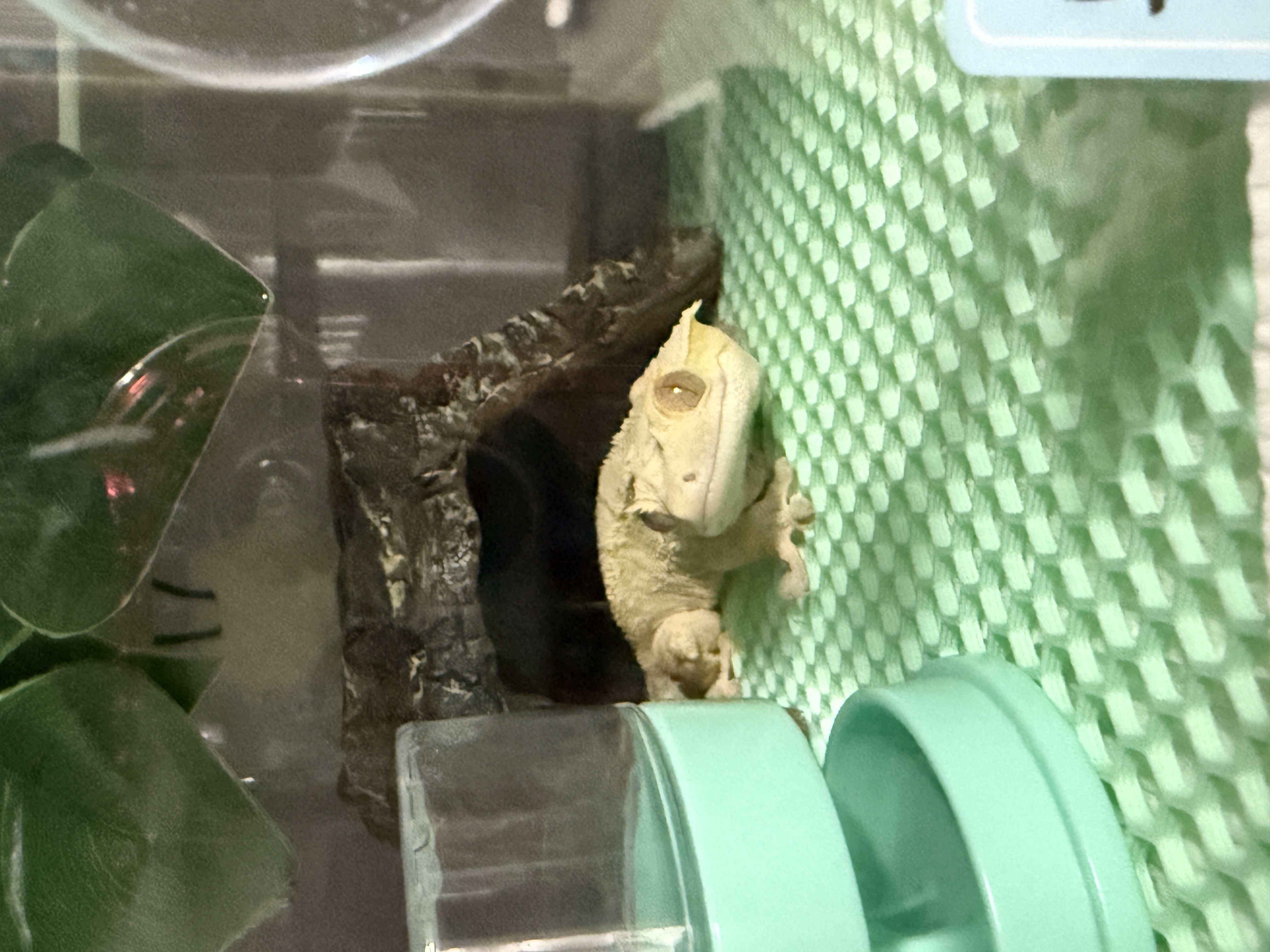 크롱이네