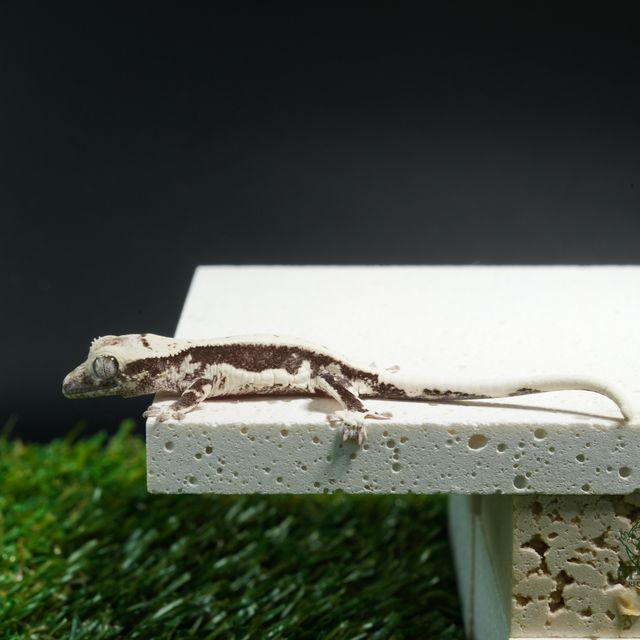 릴잔틱