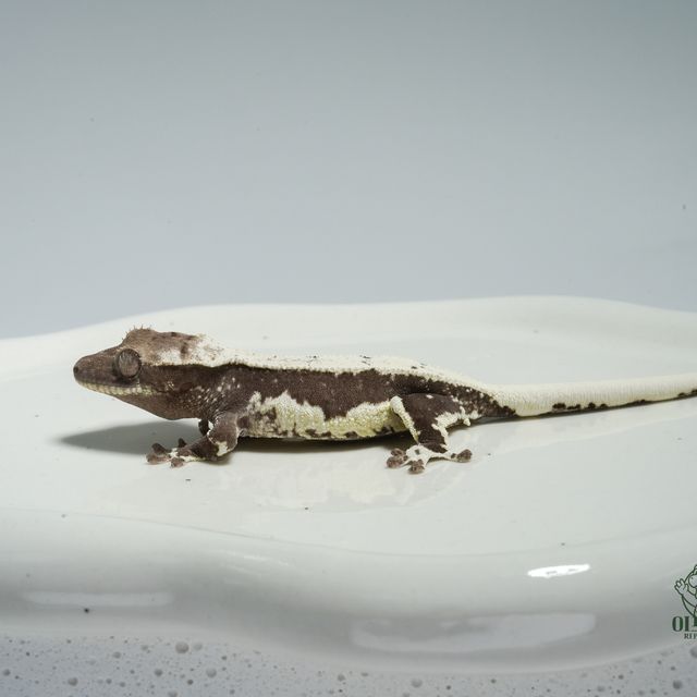 릴잔틱