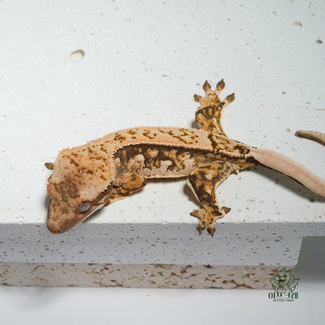 노멀 쿼드 익스트림할리퀸 화이트