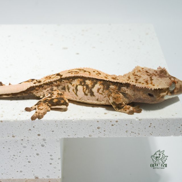 노멀 쿼드 익스트림할리퀸 화이트