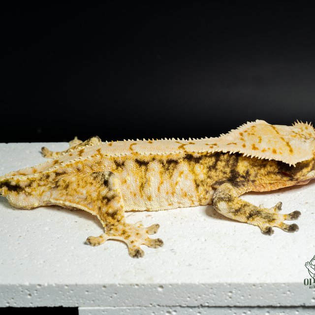 노멀 화이트스팟 드리피 익스트림할리퀸