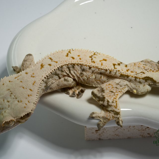 노멀 화이트스팟 드리피 익스트림할리퀸