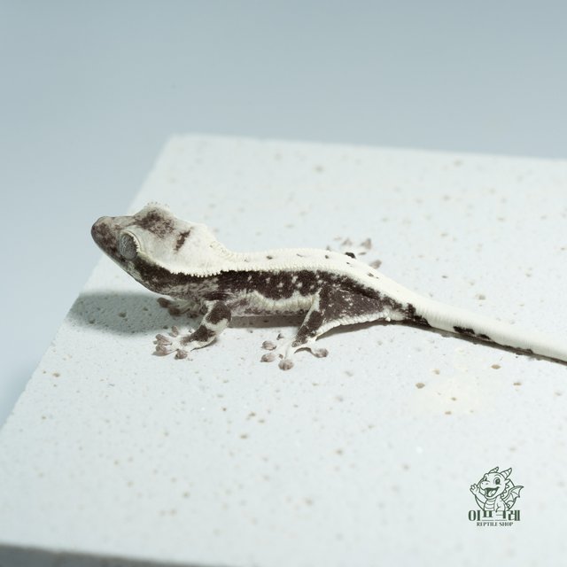 릴잔틱 화이트스팟