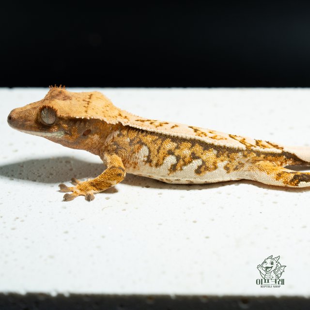 노멀 익스트림할리퀸 쿼드 화이트