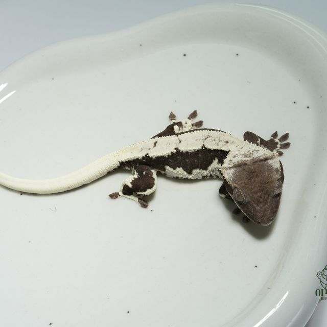 릴잔틱