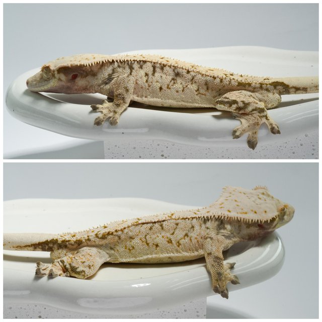 노멀 화이트스팟 드리피 익스트림할리퀸