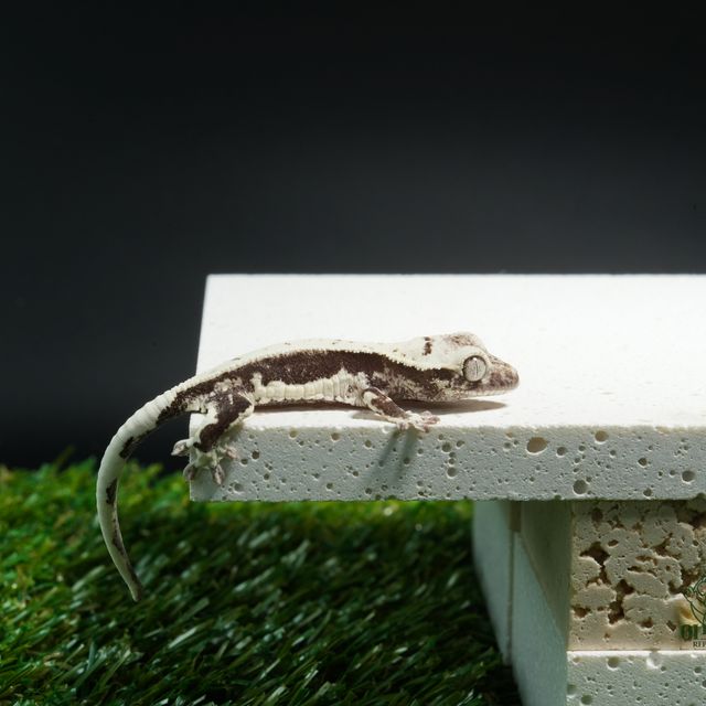 릴잔틱