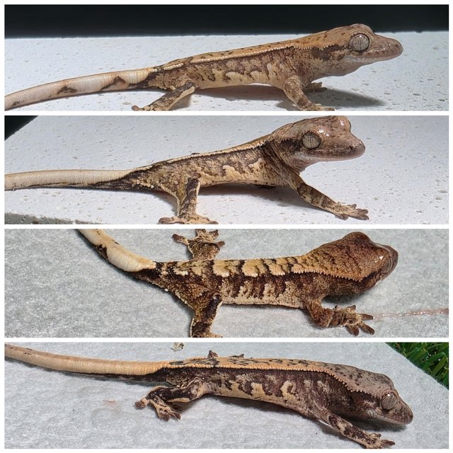 노멀 화이트스팟 드리피 익스트림할리퀸