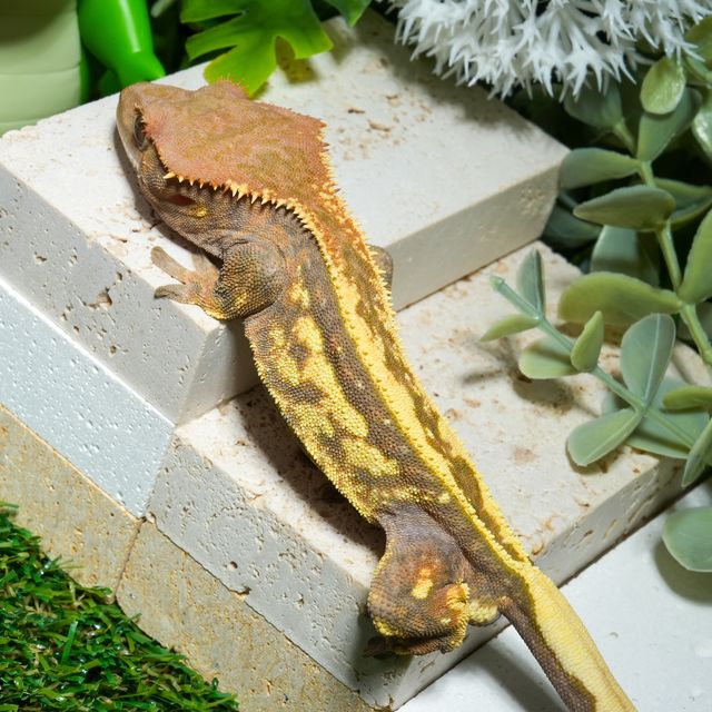세이블 풀핀