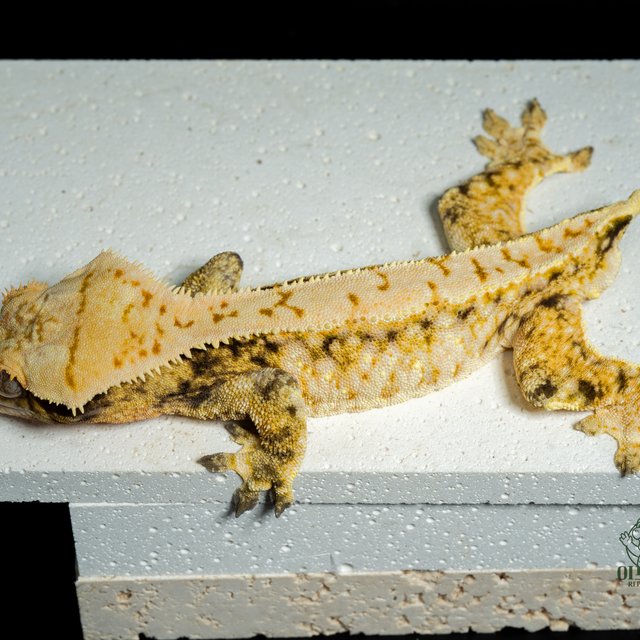 노멀 화이트스팟 드리피 익스트림할리퀸