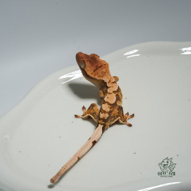 노멀 익스트림할리퀸 화이트