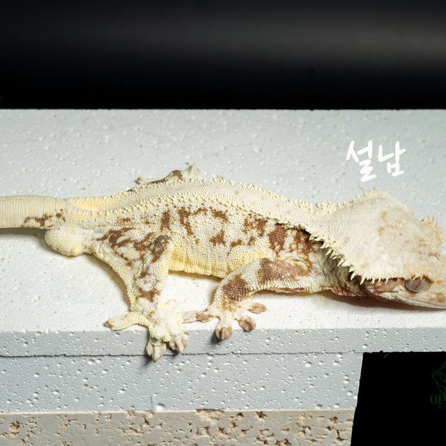 릴리100%헷아잔틱