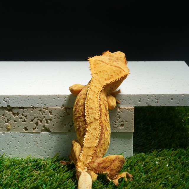 100%헷아잔틱