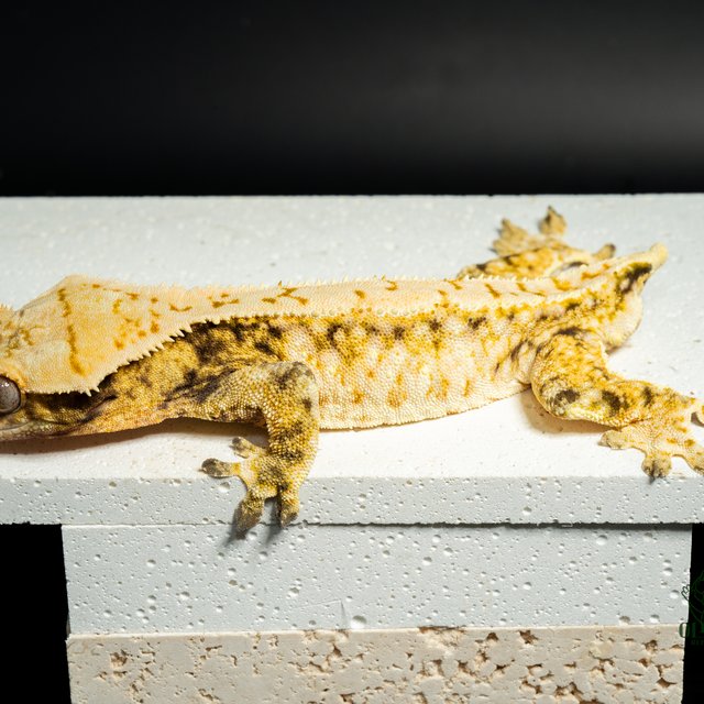 노멀 화이트스팟 드리피 익스트림할리퀸