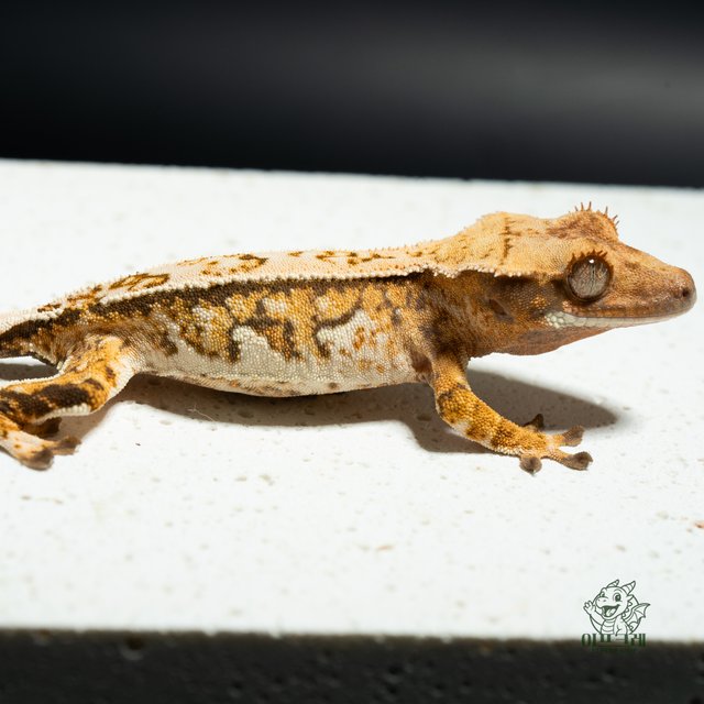 노멀 익스트림할리퀸 쿼드 화이트