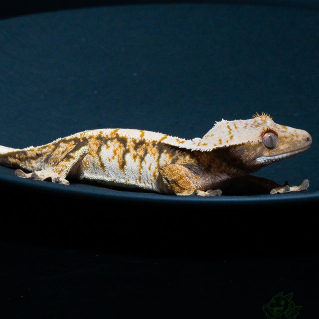 노멀 익스트림할리퀸