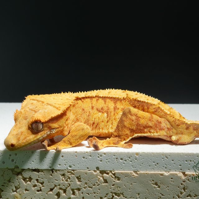 100%헷아잔틱