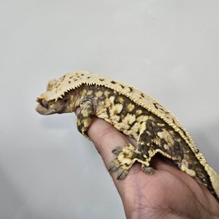 노멀 풀핀 화이트스팟 트라이