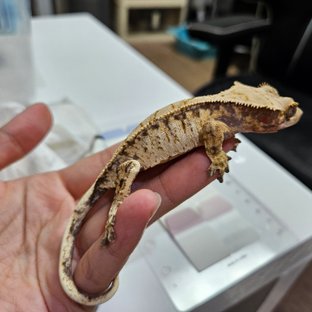 노멀 트라이 화이트스팟