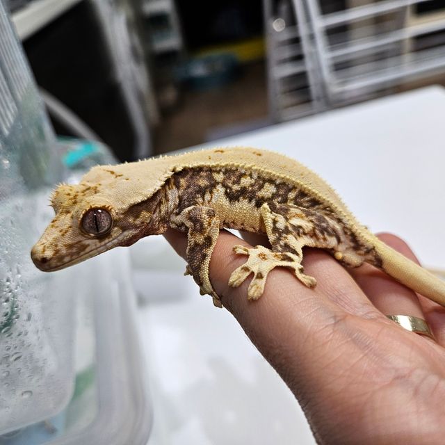릴리화이트