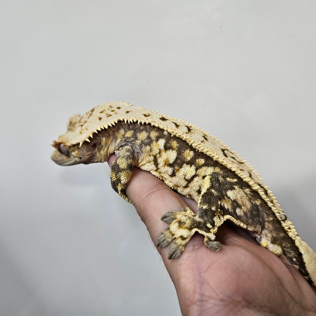 노멀 풀핀 화이트스팟 트라이