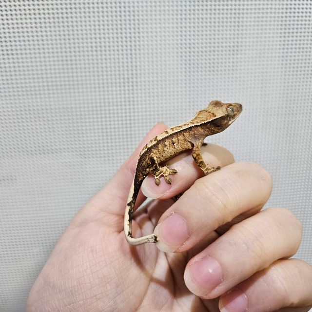 노멀